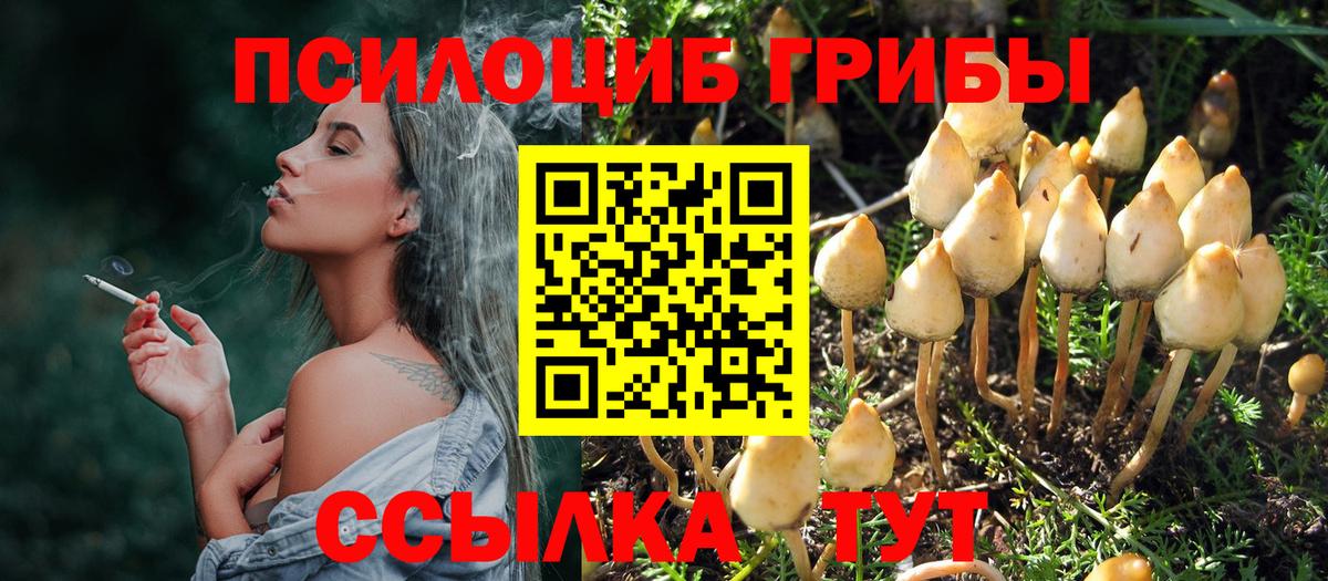 Псилоцибиновые грибы Psilocybe Унеча